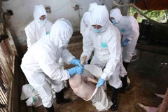 Vận chuyển lợn bệnh đi tiêu hủy tại hộ dân ở thôn Nga My Hạ, xã Thanh Mai, huyện Thanh Oai, Hà Nội. Ảnh minh họa. (Ảnh: Vũ Sinh/TTXVN)