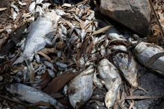 Cá chết hàng loạt tại sông Darling gần thị trấn Memindee, bang New South Wales. (Nguồn: the Guardian)