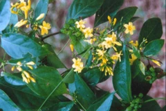 Nghệ An: Cứu sống một nạn nhân ngộ độc vì ăn lá ngón 