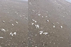 Không còn tình trạng cá chết trôi vào bờ biển Hà Tĩnh