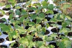 Ảnh minh họa. (Nguồn: TTXVN)