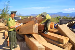 Tang vật một vụ chở gỗ lậu bị phát hiện. (Ảnh minh họa. Nguồn: TTXVN)