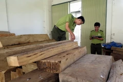 Lực lượng kiểm lâm huyện Đăk Tô kiểm đếm số gỗ trái phép vừa thư giữ. (Ảnh: Cao Nguyên/TTXVN)