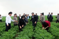 Chủ tịch Quốc hội Nguyễn Thị Kim Ngân và đoàn công tác đi thăm vùng sản xuất cà rốt tập trung ở xã Đức Chính, huyện Cẩm Giàng, Hải Dương. (Ảnh: Mạnh Tú/TTXVN)