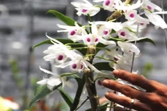 Ảnh minh họa. (Nguồn: dangcongsan.vn)