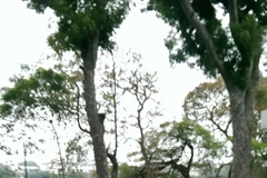 Càphê sữa đá Việt Nam xếp hạng nhất trong Top 10 loại càphê ngon