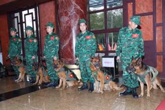 Đội chó nghiệp vụ làm công tác cứu hộ, cứu nạn của lực lượng Bộ đội Biên phòng sẵn sàng lên đường. (Ảnh: Trọng Đức/TTXVN)