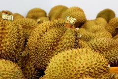 Sầu riêng xuất khẩu đi Trung Quốc. (Ảnh: Hồng Đạt/TTXVN)