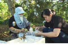 Nông dân Tiền Giang phân loại vú sữa trước khi bán cho doanh nghiệp xuất khẩu. (Ảnh: Nam Thái/TTXVN)