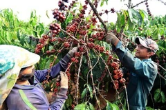 Càphê là một trong những mặt hàng phải giải trình khi xuất khẩu vào EU. (Ảnh: Vũ Sinh/TTXVN)