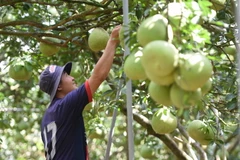 Do sức mua kém, chỉ một ít vườn bưởi ở làng bưởi Tân Triều, huyện Vĩnh Cửu, tỉnh Đồng Nai, quy mô nhỏ giữ trái chờ Tết bán. (Ảnh: Lê Xuân/TTXVN)