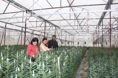 Thời điểm này, đã có nhiều người đến đặt mua hoa cúc Tết tại các nhà màng trồng hoa cúc ở làng hoa Bắc Sơn. (Ảnh: Hoàng Ngà/TTXVN)