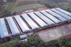 Trang trại của Công ty TNHH Đức Tiến Lê được xây dựng trên diện tích 15ha, quy mô chăn nuôi 10.000 con lợn thịt, tổng vốn đầu tư hơn 40 tỷ đồng và được đưa vào hoạt động từ tháng 10/2019. (Ảnh: TTXVN phát)