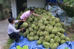 Thu hoạch sầu riêng ở ấp Tân Đông, xã Ngũ Hiệp, huyện Cai Lậy, tỉnh Tiền Giang. (Ảnh: Minh Trí/TTXVN)