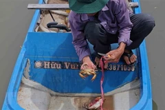 Nghề nuôi cua của nông dân Cà Mau phần lớn vẫn là thả nuôi tự nhiên trong vuông tôm. (Ảnh: Huỳnh Anh/TTXVN)