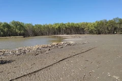 Rừng không thể sinh sôi do hoạt động nuôi sò không phép. (Ảnh: Huỳnh Phúc Hậu/TTXVN)