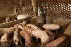 Hộ chăn nuôi lợn. (Ảnh: Vũ Sinh/TTXVN)