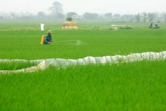 Nông dân huyện Vũ Thư phun thuốc phòng trừ sâu bệnh trên lúa. (Ảnh: Thế Duyệt/TTXVN)