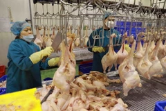Dây chuyền chế biến thịt gà. (Ảnh: Vũ Sinh/TTXVN)