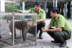 Hạt Kiểm lâm thị xã Hương Trà, tỉnh Thừa Thiên-Huế, tiếp nhận cá thể khỉ mặt đỏ và khỉ đuôi lợn, đều thuộc nhóm động vật nguy cấp, quý hiếm từ người dân tự nguyện bàn giao. (Ảnh: Đỗ Trưởng/TTXVN)