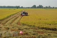 (Ảnh minh họa: Thanh Tân/TTXVN)