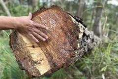 Chiều dài thân cây bị cưa hạ trung bình từ 13-20m, đường kính thân cây từ 13-45cm. (Ảnh: Nguyễn Dũng/TTXVN)