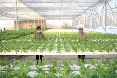 Chăm sóc rau an toàn tại Hợp tác xã Nông nghiệp công nghệ cao Đức Phát, huyện Thanh Trì, Hà Nội. (Nguồn: Báo Hà Nội mới)