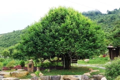 Cây chè cổ thụ nằm trong quần thể 400 cây chè Shan Tuyết ở Suối Giàng được hội Bảo vệ Thiên nhiên và Môi trường Việt Nam công nhận là Cây Di sản Việt Nam. (Ảnh: Tuấn Anh/TTXVN)