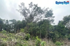 Những gốc cây bị đốn hạ, san ủi để mở đường. (Ảnh: TTXVN phát)