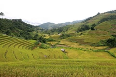 [Photo] Ruộng bậc thang Mù Cang Chải - Kiệt tác từ đôi bàn tay