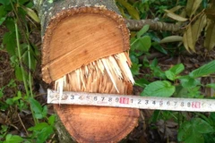 Một vườn sầu riêng bị chặt đốn. (Nguồn: Báo Lâm Đồng)