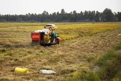Thu hoạch lúa chất lượng cao tại tỉnh Kiên Giang. (Ảnh: Hồng Đạt/TTXVN)
