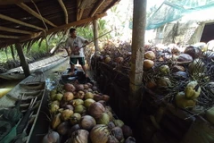 Điểm thu gom dừa khô. (Ảnh: Thanh Hòa/TTXVN)