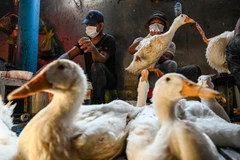 Vịt được bán tại một khu chợ ở Phnom Penh, Campuchia, ngày 24/2 vừa qua. (Ảnh: AFP/TTXVN)