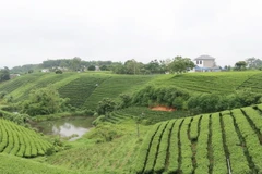 Đồi chè xóm Cầu Đá, xã Hoàng Nông, tỉnh Thái Nguyên, đang trở thành điểm tham quan hấp dẫn của du khách. (Ảnh: Hoàng Nguyên/TTXVN)