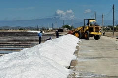 Mô hình sản xuất muối sạch trải bạt tại cánh đồng muối Phương Cựu, xã Phương Hải, huyện Ninh Hải, tỉnh Ninh Thuận. (Ảnh: Nguyễn Thành/TTXVN)