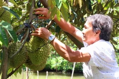 Trúng mùa, được giá, năm nay người trồng sầu riêng ở Cần Thơ rất phấn khởi. (Ảnh: Thu Hiền/TTXVN)