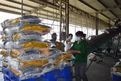 Sản xuất gạo tại Công ty Cổ phần Tập đoàn Tân Long - Chi nhánh Đồng Thá ở xã Định An, huyện Lấp Vò, Đồng Tháp. (Ảnh: Nhựt An/TTXVN)