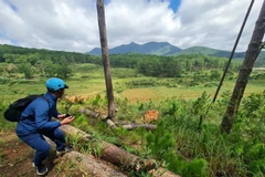 Cận cảnh nhức nhối nạn phá rừng thông ở Lạc Dương, Lâm Đồng 