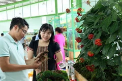 Sản phẩm sâm Ngọc Linh trưng bày. (Ảnh: Trần Tĩnh/TTXVN)