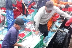 Ngư dân vận chuyển hải sản từ tàu cá lên bờ. (Ảnh: Nguyên Lý/TTXVN)