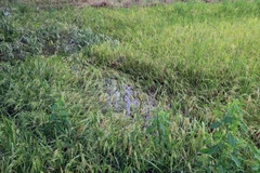 Lúa bị đổ ngã gây ảnh hưởng nâng suất, chất lượng. (Ảnh: Kim Há/TTXVN)