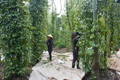 Thu hoạch hồ tiêu. (Ảnh: Hoài Thu/TTXVN) 