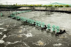 Hệ thống tạo oxy trong ao nuôi tôm công nghệ cao. (Ảnh: Hồng Đạt/TTXVN)