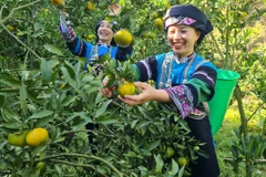 Chị em thu hái quýt. (Ảnh: Hương Thu/TTXVN)