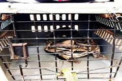 Cá thể Mèo rừng chuẩn bị được thả ra môi trường tự nhiên. (Ảnh: TTXVN phát)