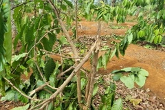 Gần 1.000 cây càphê có tuổi đời từ 2-4 năm bị kẻ xấu chặt hạ không rõ nguyên nhân. (Ảnh: TTXVN phát)