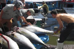  Hơn 14.500 tỷ đồng xây dựng 6 trung tâm nghề cá lớn trong cả nước