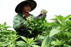 Triển lãm “Nghe bác kể - Chuyện cọng rau” của người nông dân 