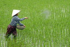 Cục Trồng trọt yêu cầu nông dân không dùng ximăng bón cho lúa 